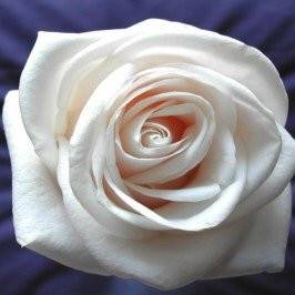 نسرین کشاورز